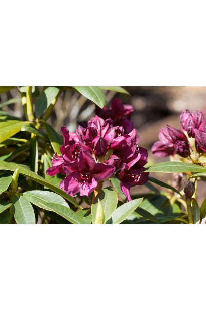 Рододендрон Поларнахт